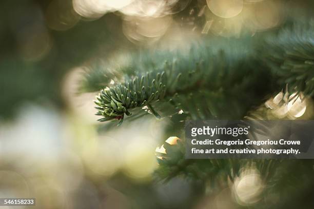 fir tree - noble fir stock pictures, royalty-free photos & images
