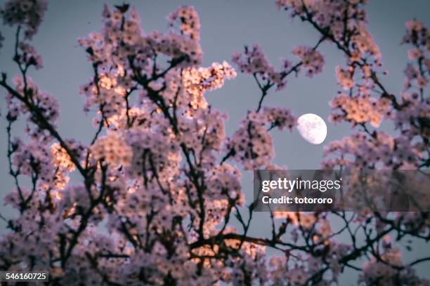 spring moon - flower moon stock pictures, royalty-free photos & images