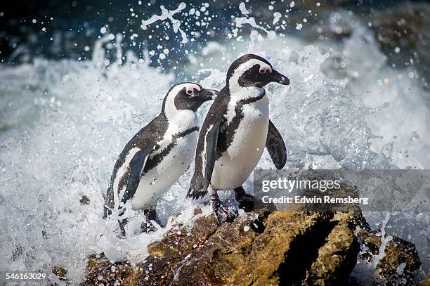 a pair of penguins caught in a wave - african penguin stock pictures, royalty-free photos & images