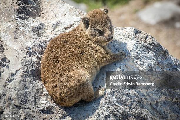 cape hyrax sunbathing - hyrax stock pictures, royalty-free photos & images