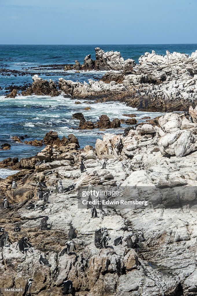 Rocky coast filled with penguins