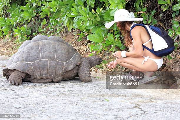 feeding the turtles - aldabra islands stock pictures, royalty-free photos & images