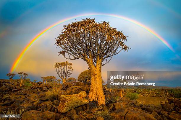 quiver tree underneath a vibrant rainbow - quiver tree stock pictures, royalty-free photos & images