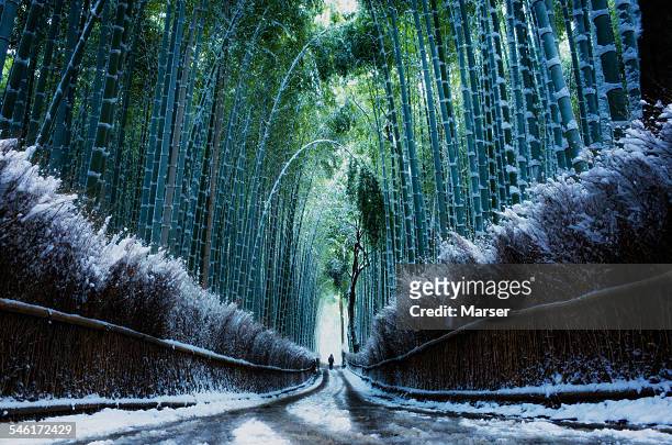 bamboo path covered with snow - bambusnår bildbanksfoton och bilder