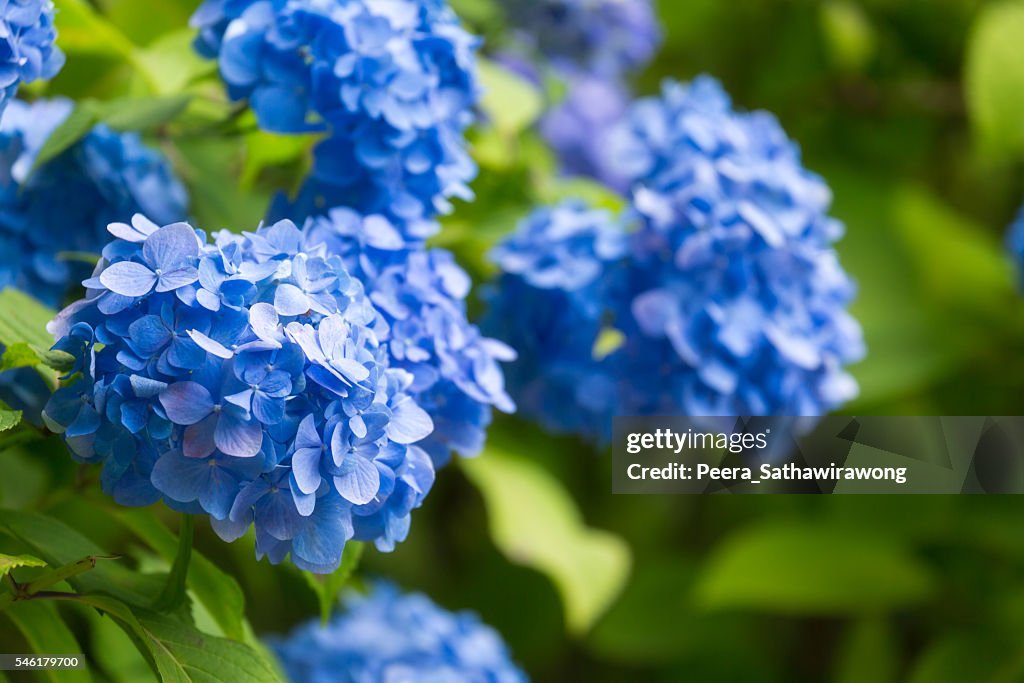 Blue Hydrangea flower in Japan