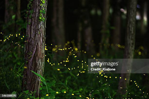 fireflies in a moonlit forest - fireflies stockfoto's en -beelden