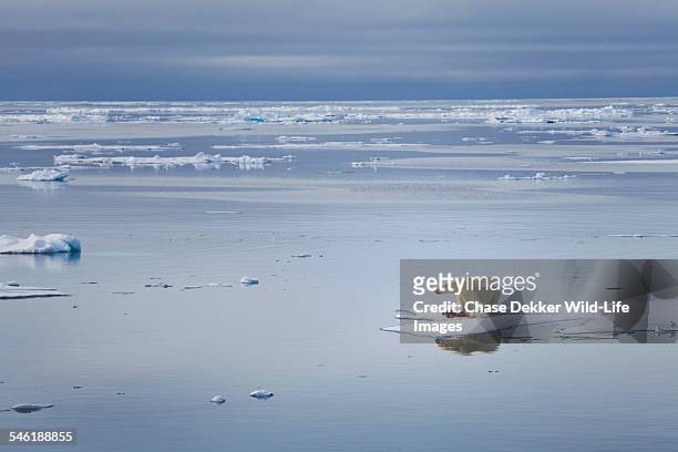 melting horizons - ijsbeer stockfoto's en -beelden