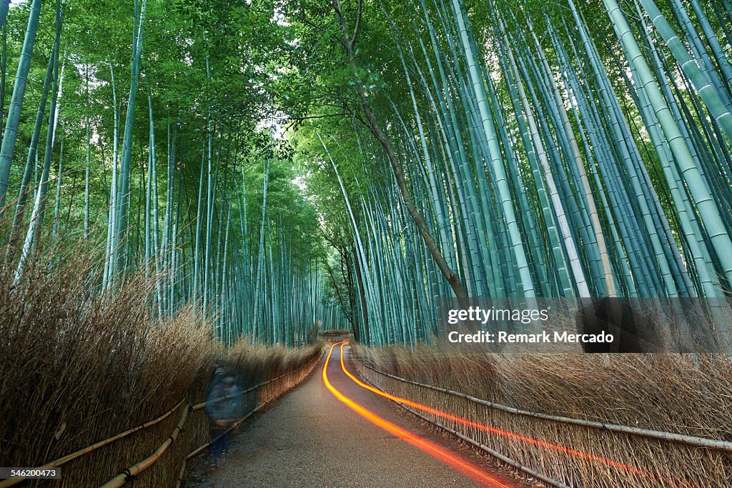 Arashiyama Bamboo Grove