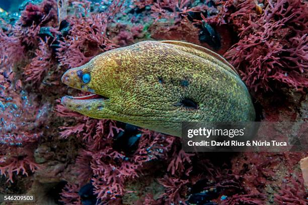 morena en acuario - red seaweed stock pictures, royalty-free photos & images