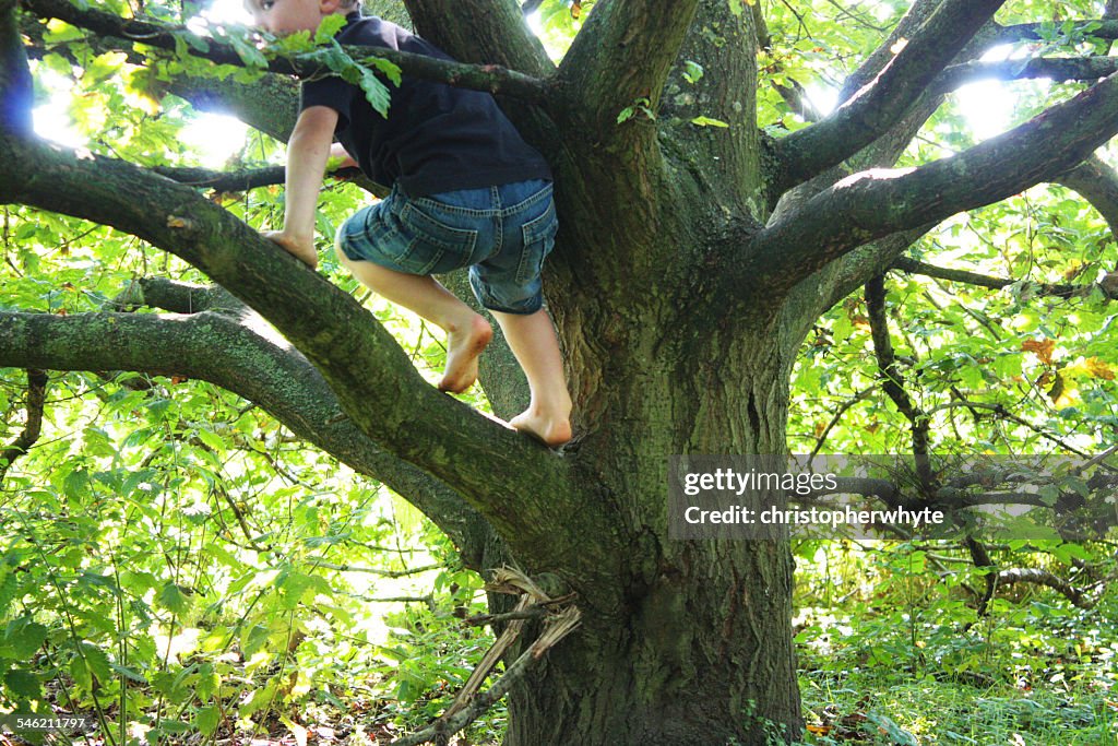 Rear view of  a Boy climbing tree