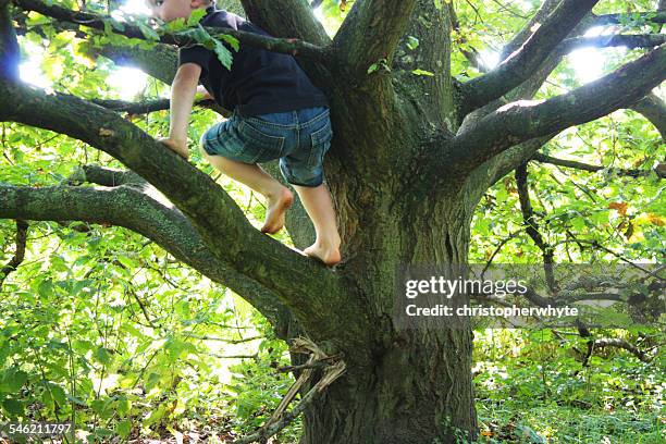 rear view of  a boy climbing tree - child climbing stock pictures, royalty-free photos & images