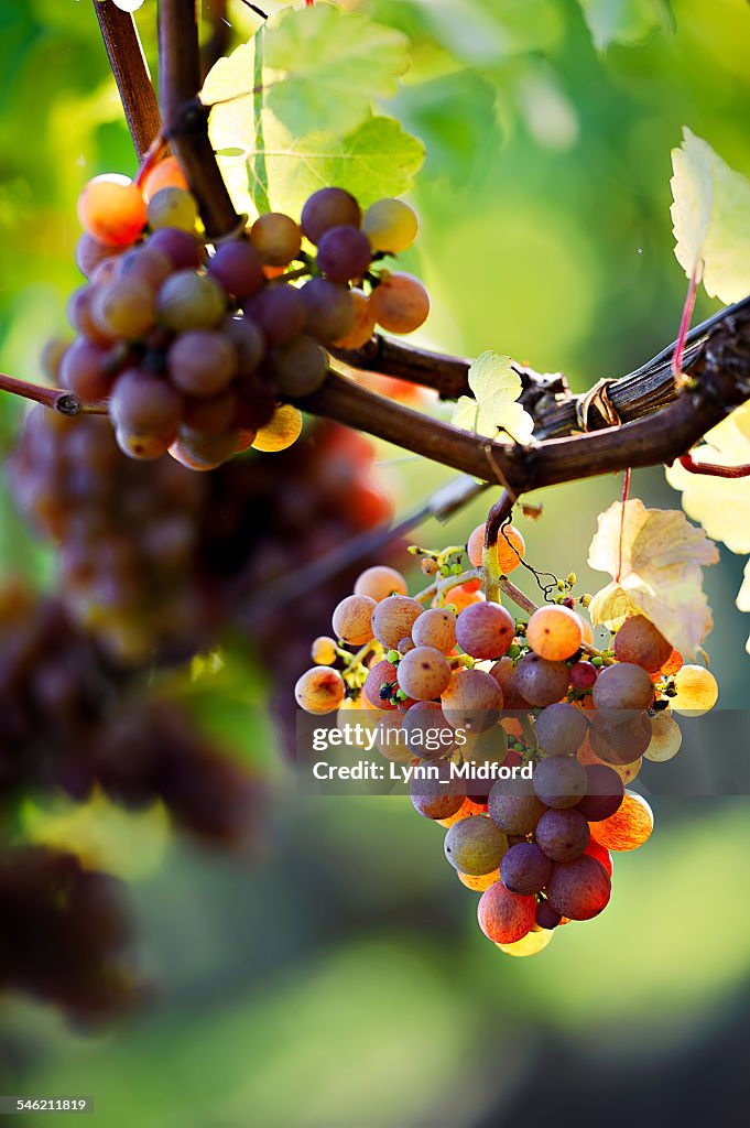 Grapes in vineyard