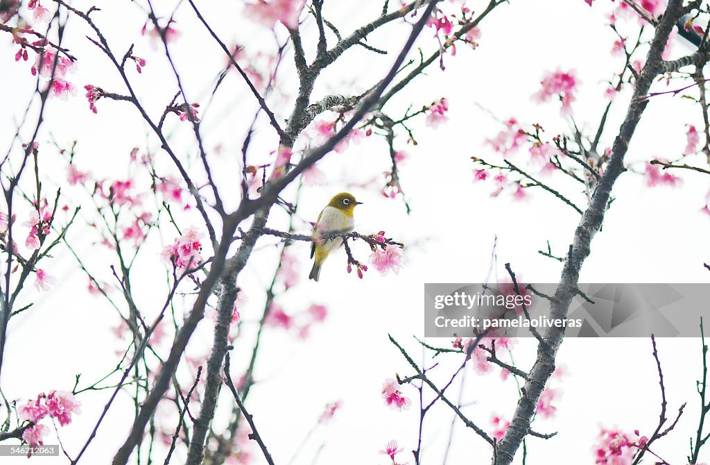 Sakura bird perching on cherry tree branch, Okinawa, japan