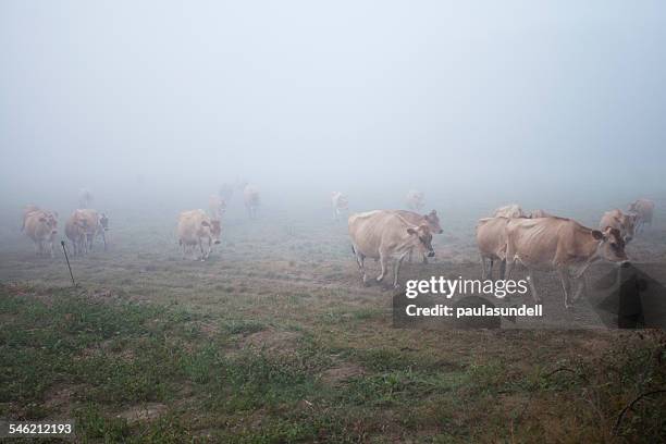 jersey cows running in fog - jersey cattle stock pictures, royalty-free photos & images