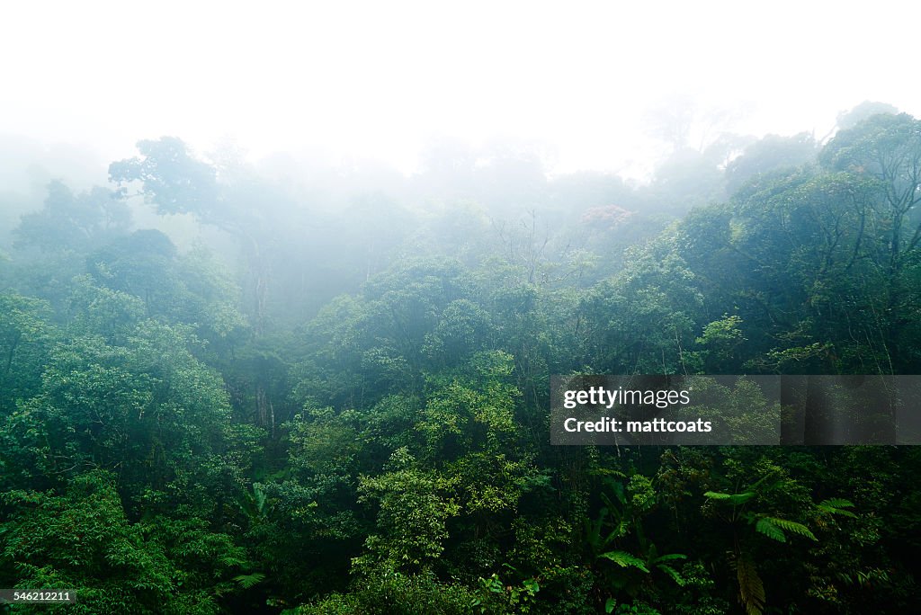 Malaysia, Cloudy Rainforest