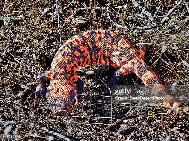 gila monster, arizona, america, usa - gila monster stock pictures, royalty-free photos & images