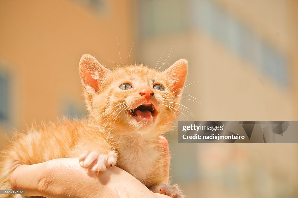 Ginger kitten meowing