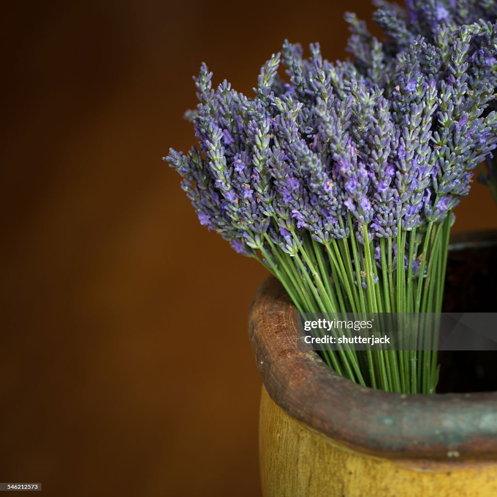 France, Provence-Alpes-Cote d'Azur, Lavenders in flower pot