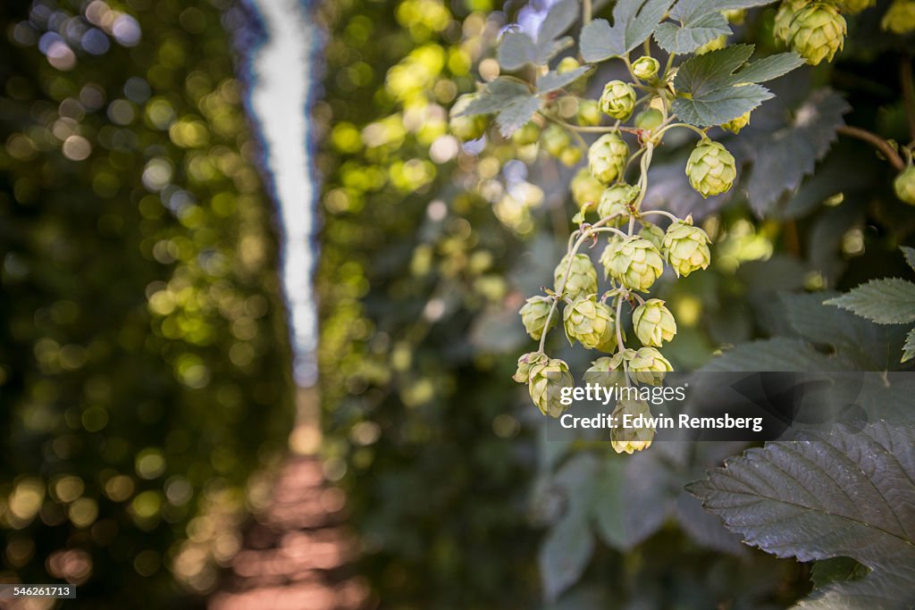 Beer hops on the vine