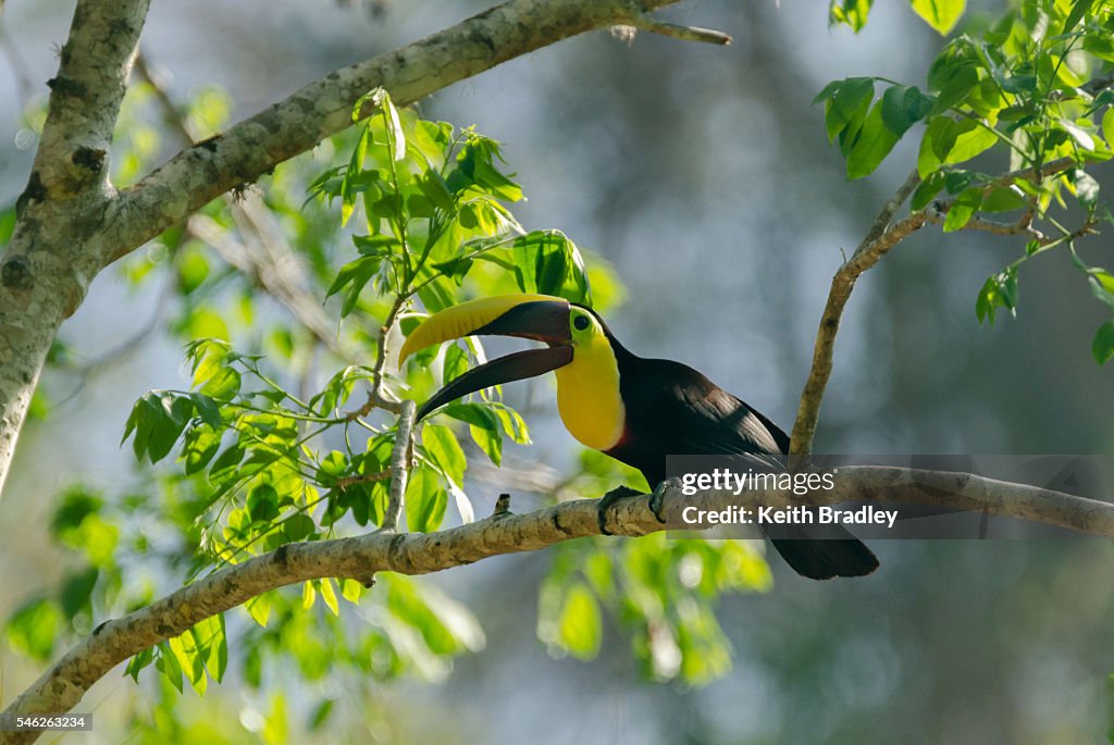Black-mandibled Toucan on a branch