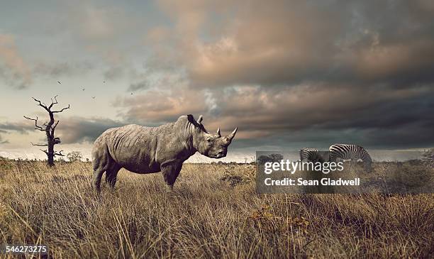 standing proud - rhinoceros imagens e fotografias de stock