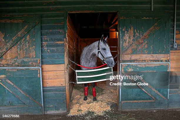 Congressional Storm relaxes in a stall in the barn at Suffolk Downs on July 8, 2016. For the first time in 15 years, horse racing is poised to return...