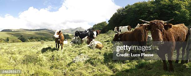 massif du sancy - auvergne stock-fotos und bilder