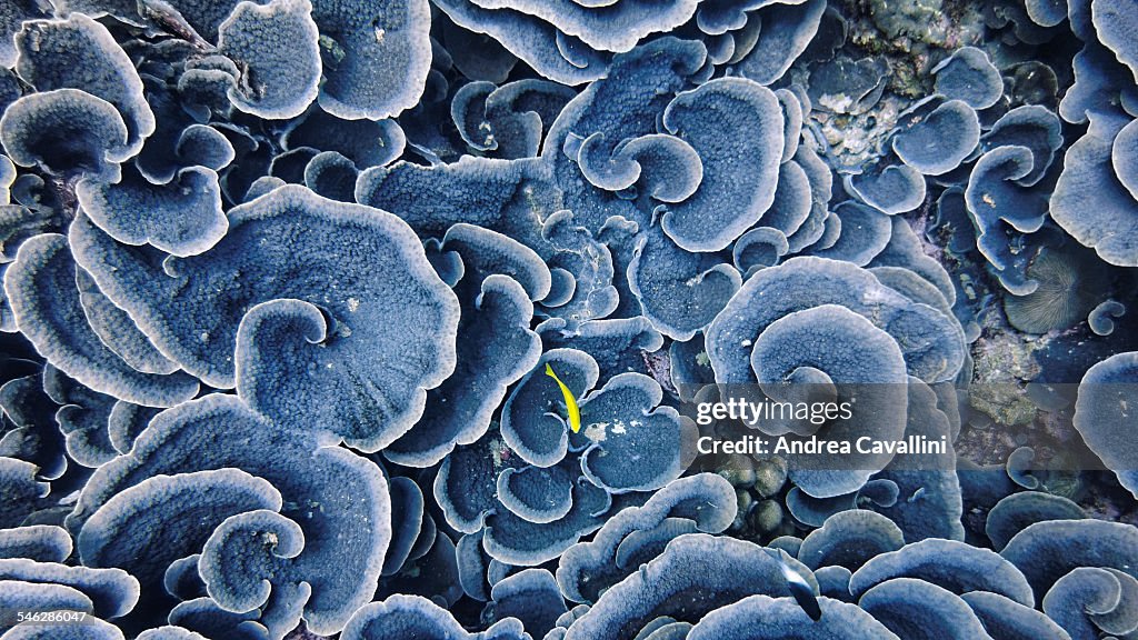 Coral Winds