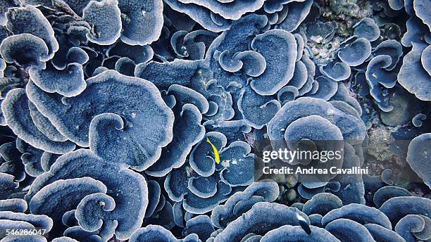 coral winds - récif corallien photos et images de collection