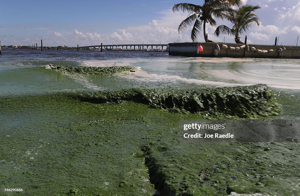 Massive Algae Blooms Continue To Plague Florida's Atlantic Coast