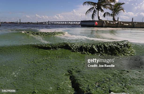 Awful smelling algae is seen along the St. Lucie River on July 11, 2016 in Stuart, Florida. The algae which is thought to be coming from from Lake...