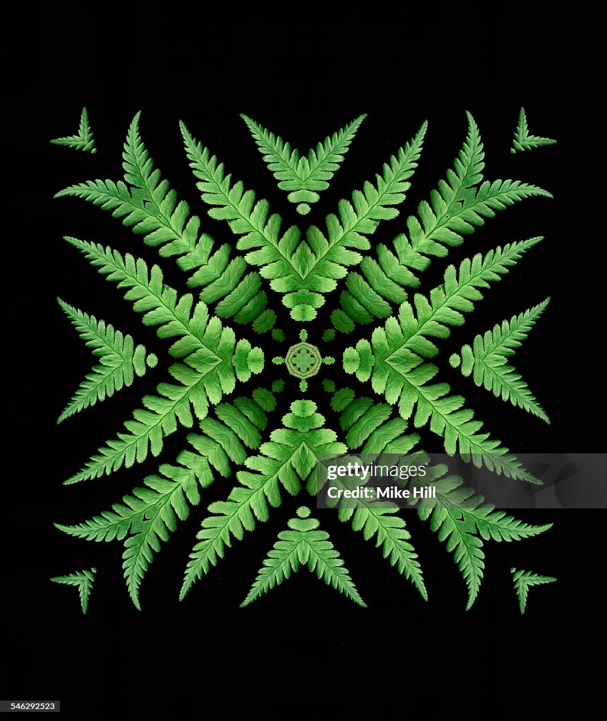 Fern leaf mandala pattern