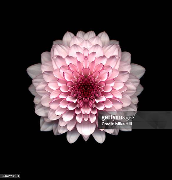 pink chrysanthemum against black background - chrysanthemum fotografías e imágenes de stock