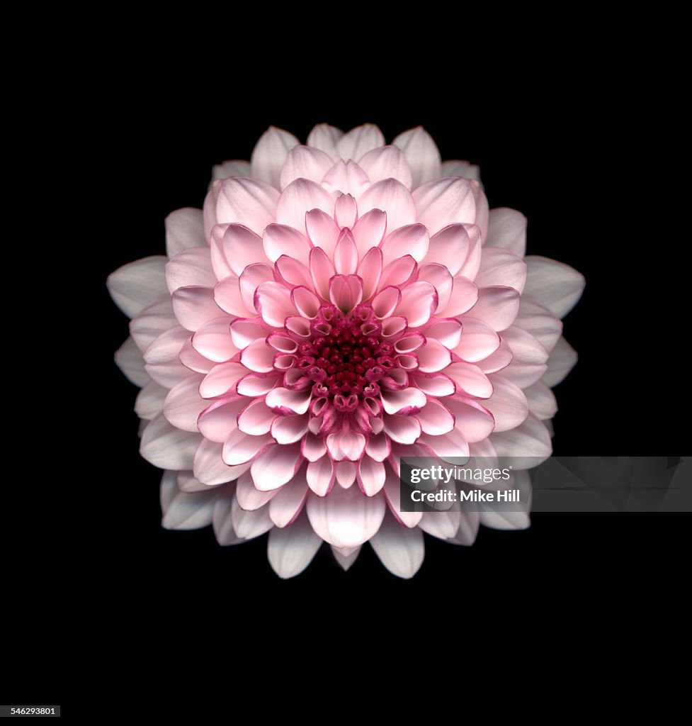 Pink chrysanthemum against black background