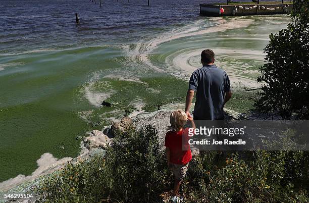 Robert Barstow shows his son Michael Barstow the awful smelling algae hugging the shoreline of the St. Lucie River on July 11, 2016 in Stuart,...