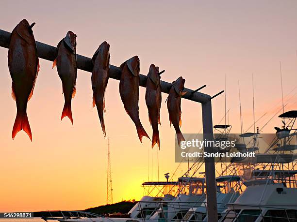 catch of the day at sunset - deep sea fishing stock-fotos und bilder