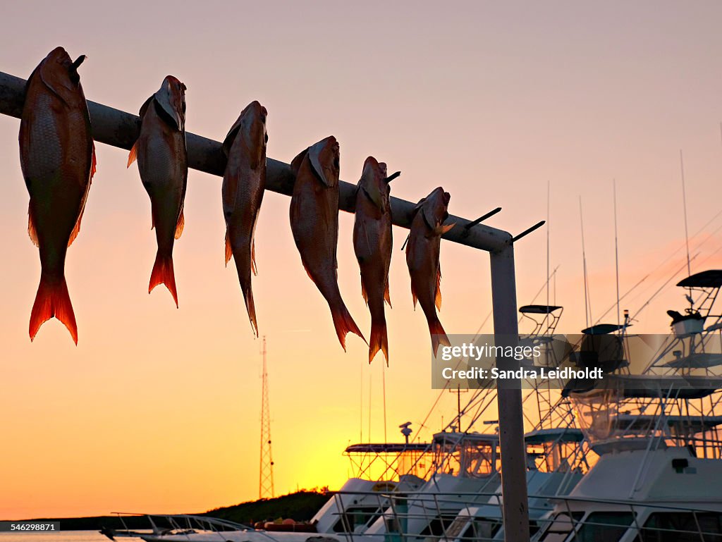 Catch of the Day at Sunset