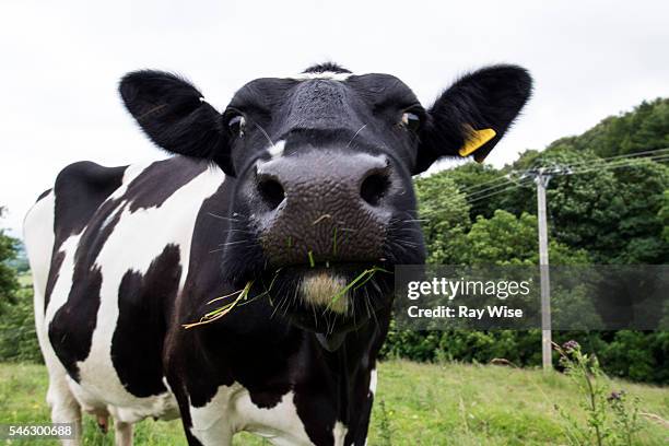 peak district - cow chewing grass - black and white cow stock pictures, royalty-free photos & images