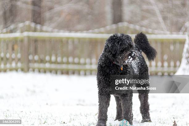 large shaggy dog in the snow - bouvier des flandres stock pictures, royalty-free photos & images