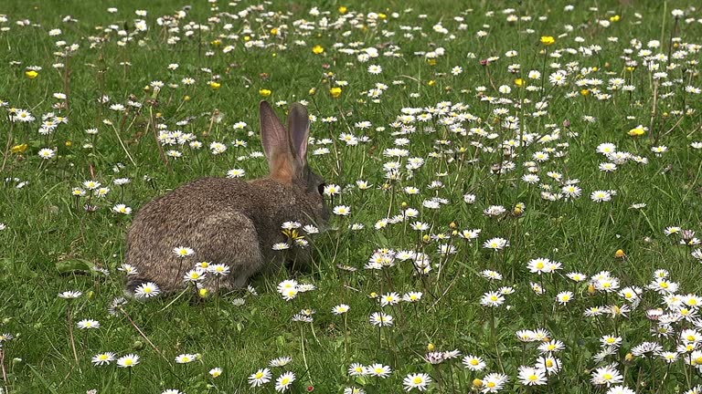A Real Rabbit 1,580 The White Rabbit Stock Videos, Footage, & 4K Video Clips - Getty ...