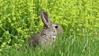 European Rabbit Or Wild Rabbit Oryctolagus Cuniculus Adult Standing On ...