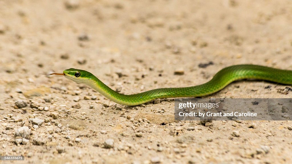 Rough Green Snake