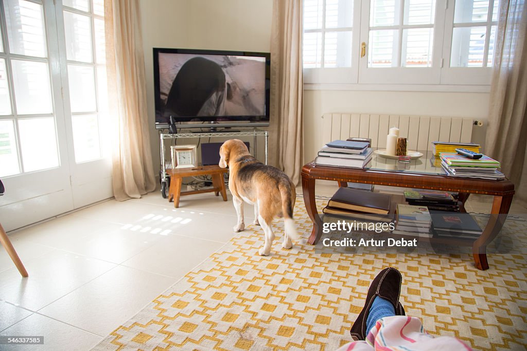 Pets Watching TV