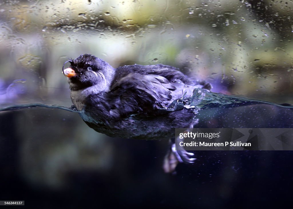 Over-Under Water Photography