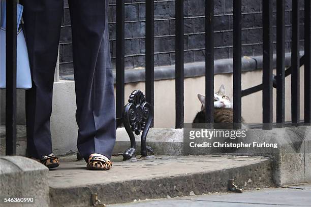 Larry the Downing Street cat looks up from his slumber as Leader of the Conservative party Theresa May arrives for David Cameron's last cabinet...