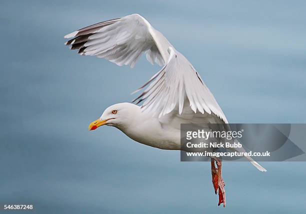 seagull - seagull stock-fotos und bilder