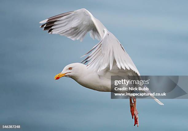 seagull - seagull ストックフォトと画像