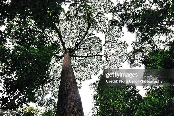 menggaris dipterocarp trees patterns - dipterocarp tree fotografías e imágenes de stock