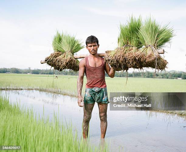 young man in rice paddies - food security stock pictures, royalty-free photos & images