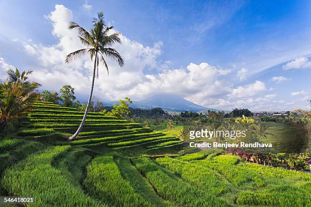 view of mt adeng from jatiluwih rice fields, bali - terraceamento de arroz - fotografias e filmes do acervo